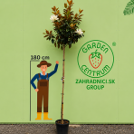 Magnólia veľkokvetá (Magnolia grandiflora) ´GALLISONIENSIS´ - výška 250-270 cm, kont. C25L, obvod kmeňa 6/8 cm - NA KMIENKU